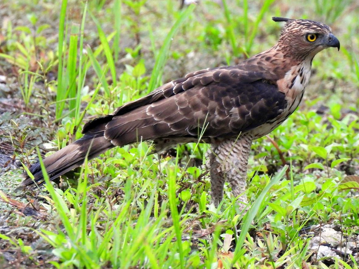 Kleine kuifarend - Nisaetus nanus