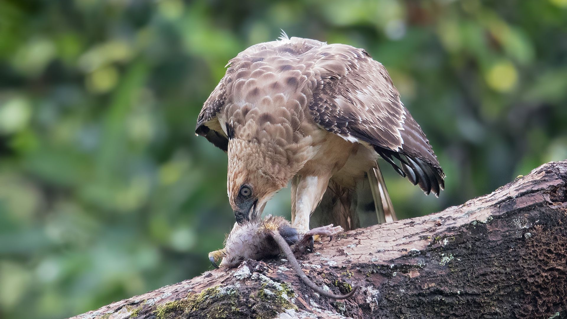 Kleine kuifarend - Nisaetus nanus