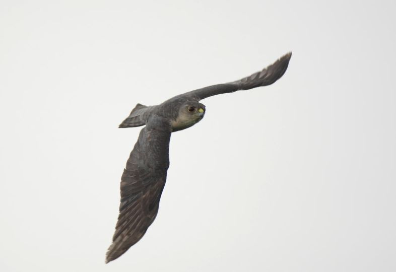 Kleine sperwer - Accipiter gularis