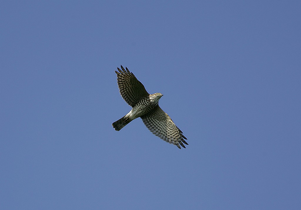 Kleine sperwer - Accipiter gularis