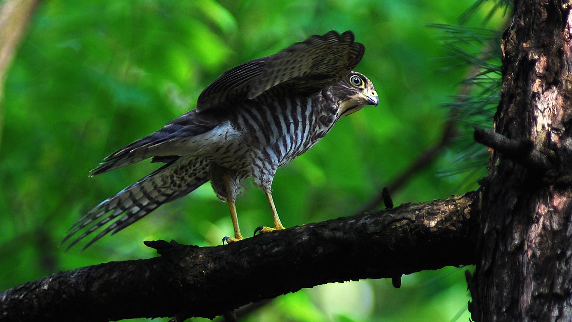 Kleine sperwer - Accipiter gularis