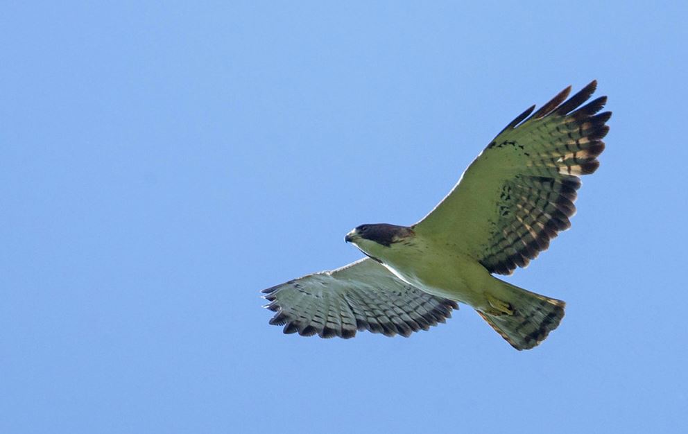 Kortstaartbuizerd - Buteo brachyurus