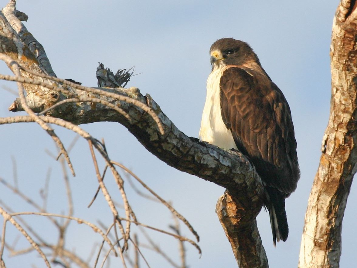 Kortstaartbuizerd - Buteo brachyurus