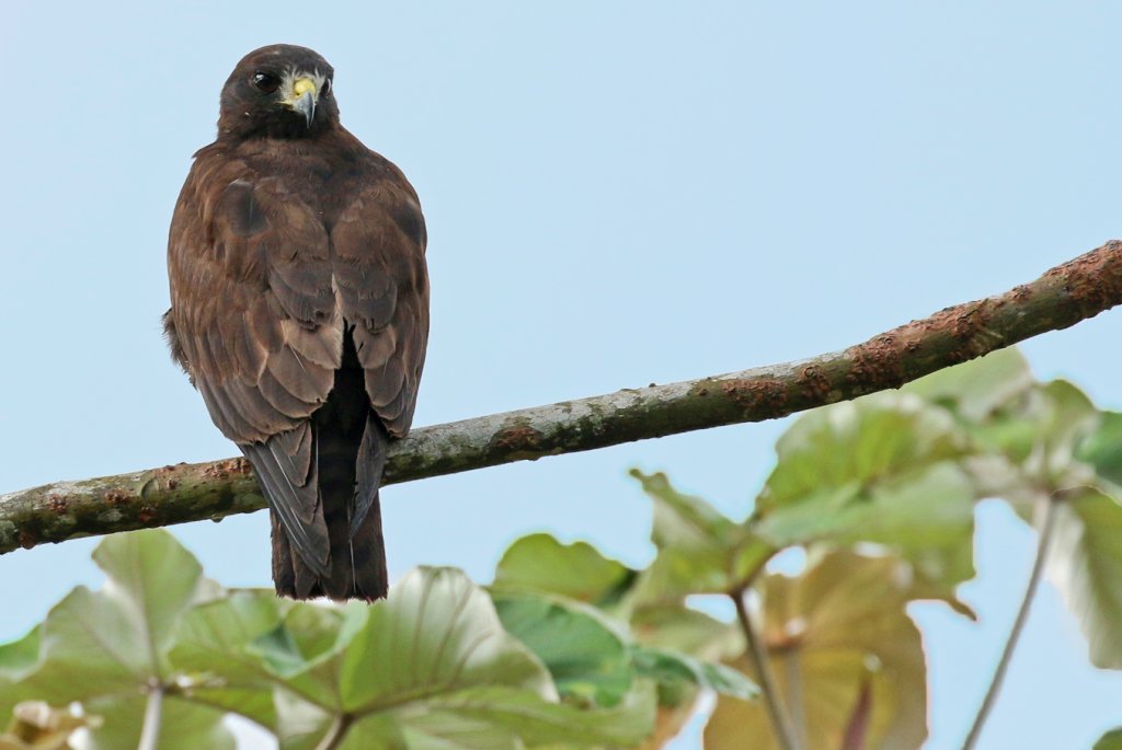 Kortstaartbuizerd - Buteo brachyurus