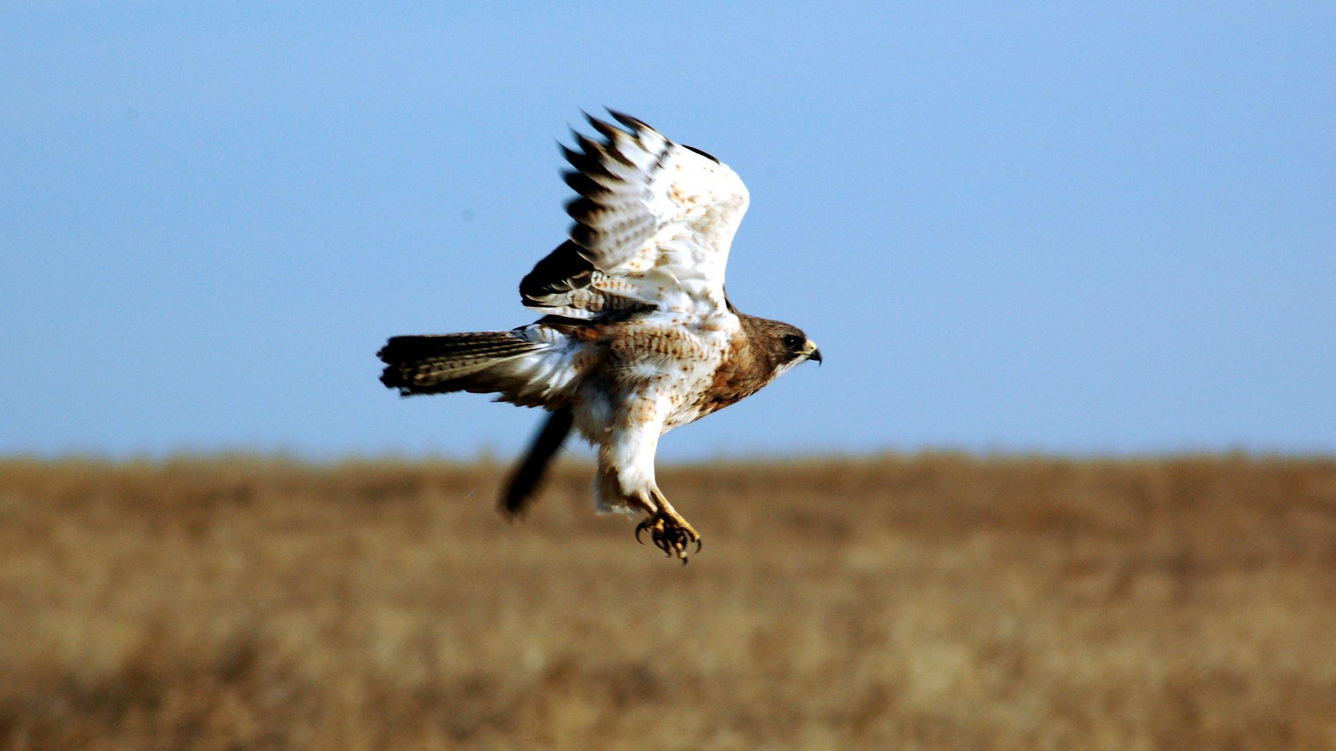 Kortstaartbuizerd - Buteo brachyurus
