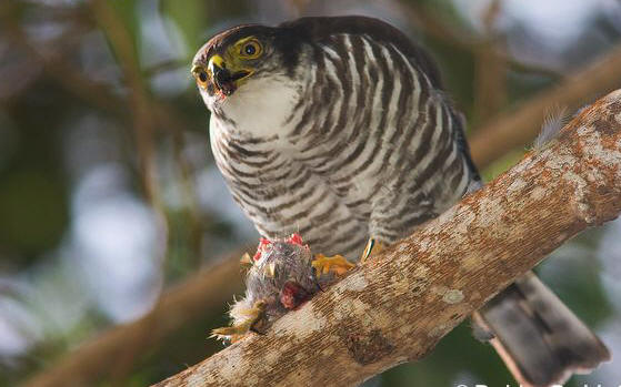 Kraagsperwer - Accipiter collaris