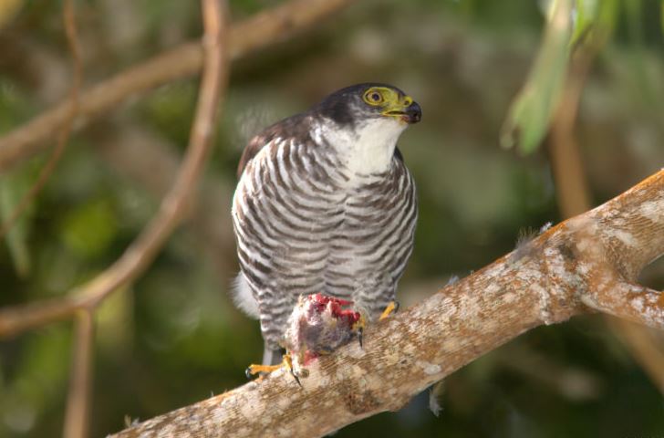 Kraagsperwer - Accipiter collaris