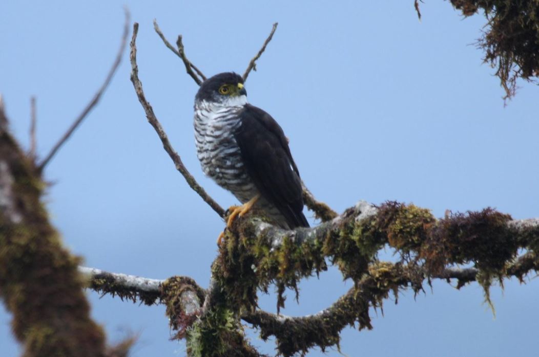 Kraagsperwer - Accipiter collaris