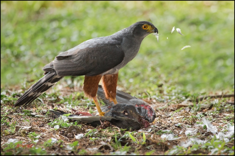 Kraagsperwer - Accipiter collaris