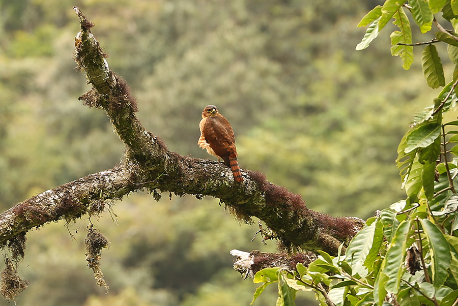 Kraagsperwer - Accipiter collaris