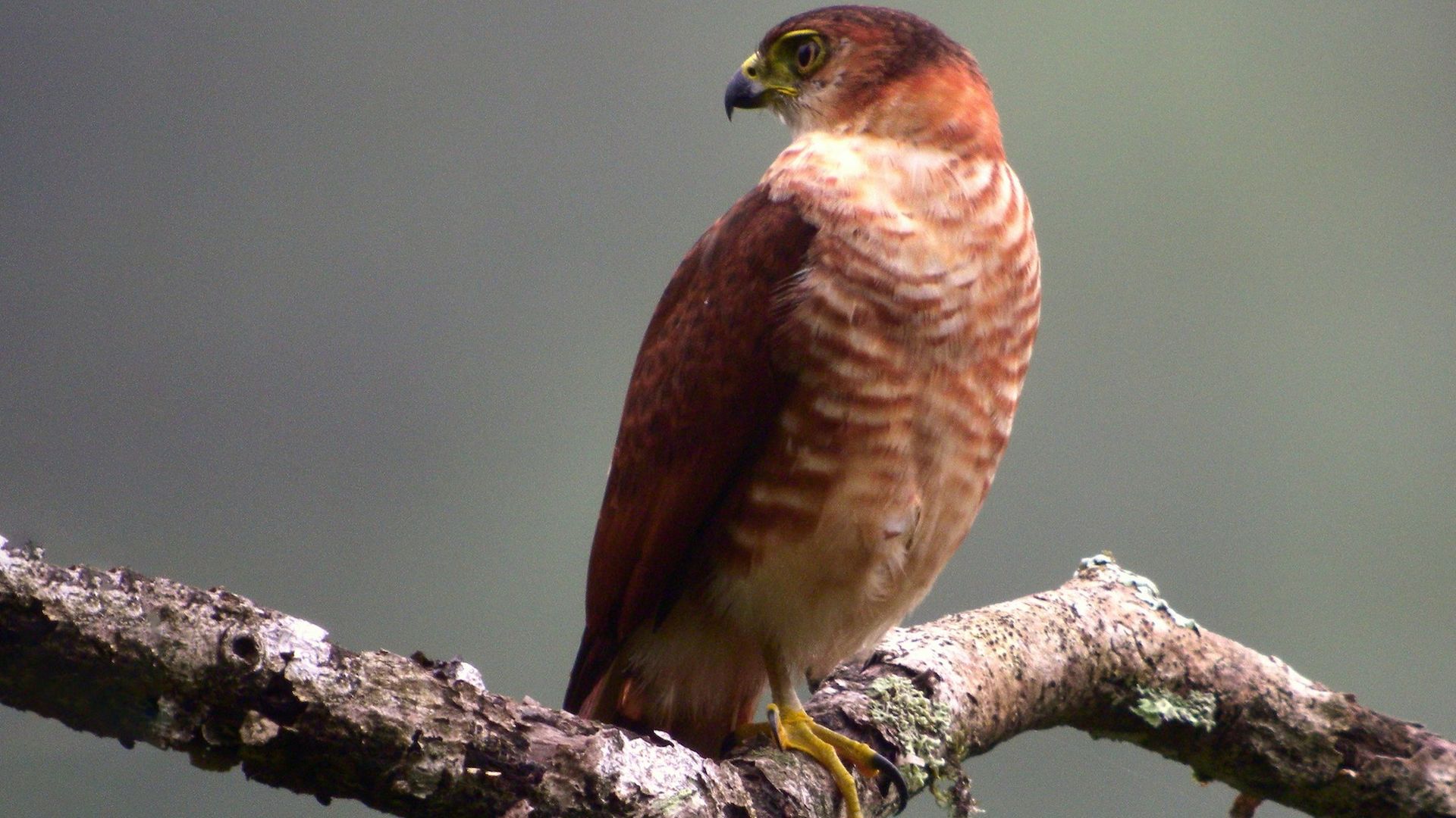 Kraagsperwer - Accipiter collaris