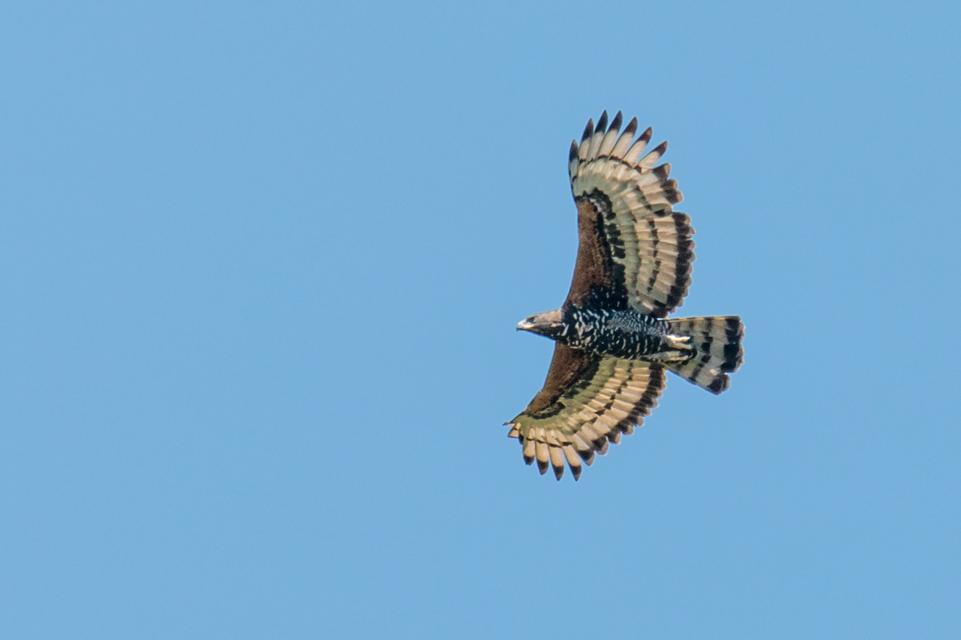 Kroonarend - Stephanoaetus coronatus