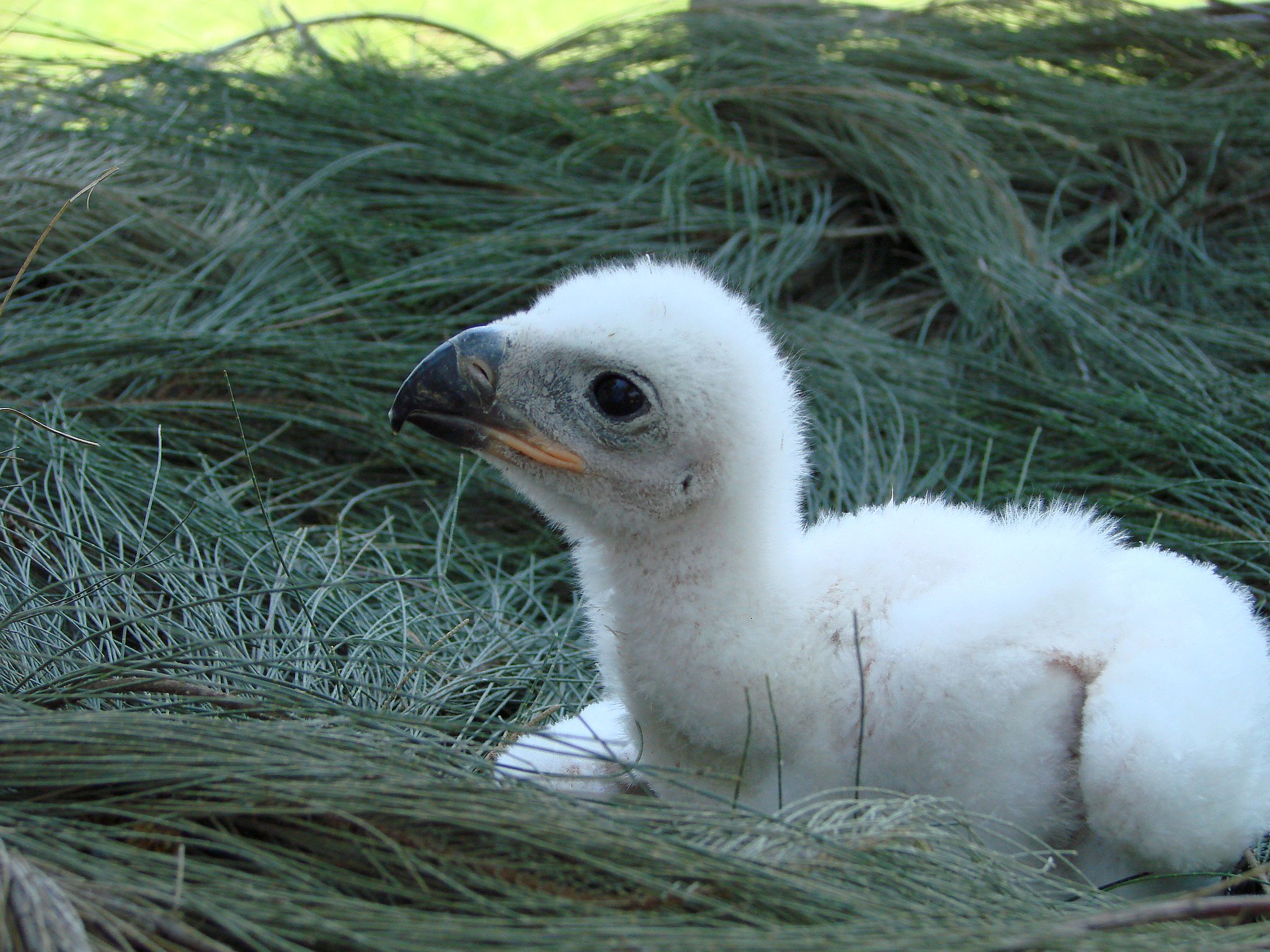 Kroonarend - Stephanoaetus coronatus