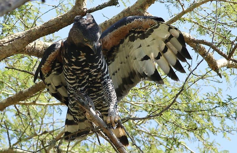 Kroonarend - Stephanoaetus coronatus