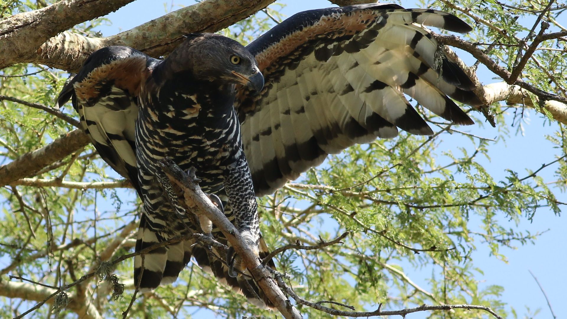 Kroonarend - Stephanoaetus coronatus