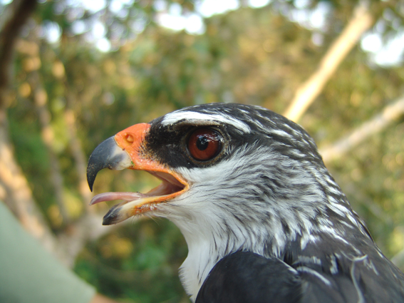 Kuhls buizerd - Leucopternis kuhli