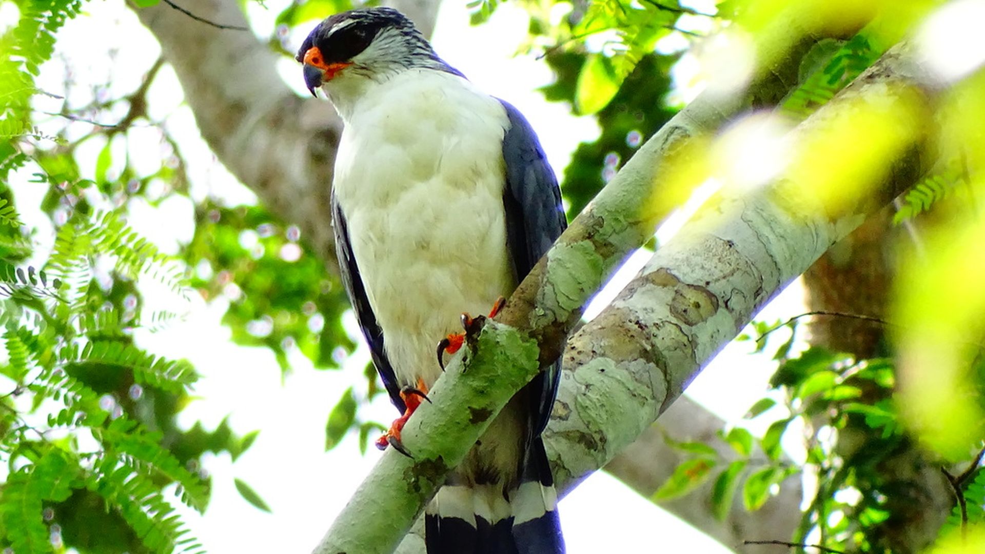 Kuhls buizerd - Leucopternis kuhli