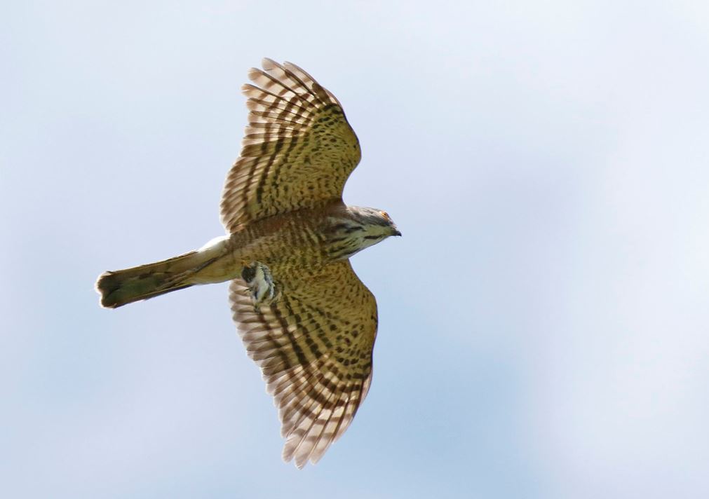 Kuifhavik - Accipiter trivirgatus