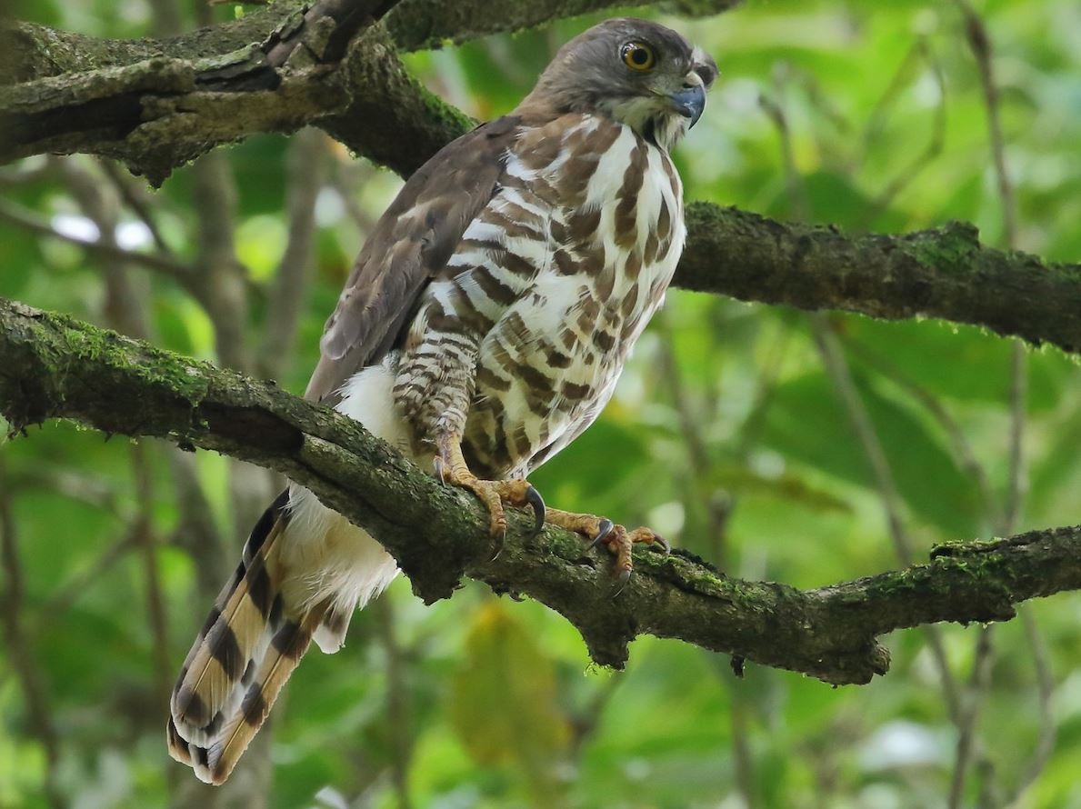 Kuifhavik - Accipiter trivirgatus