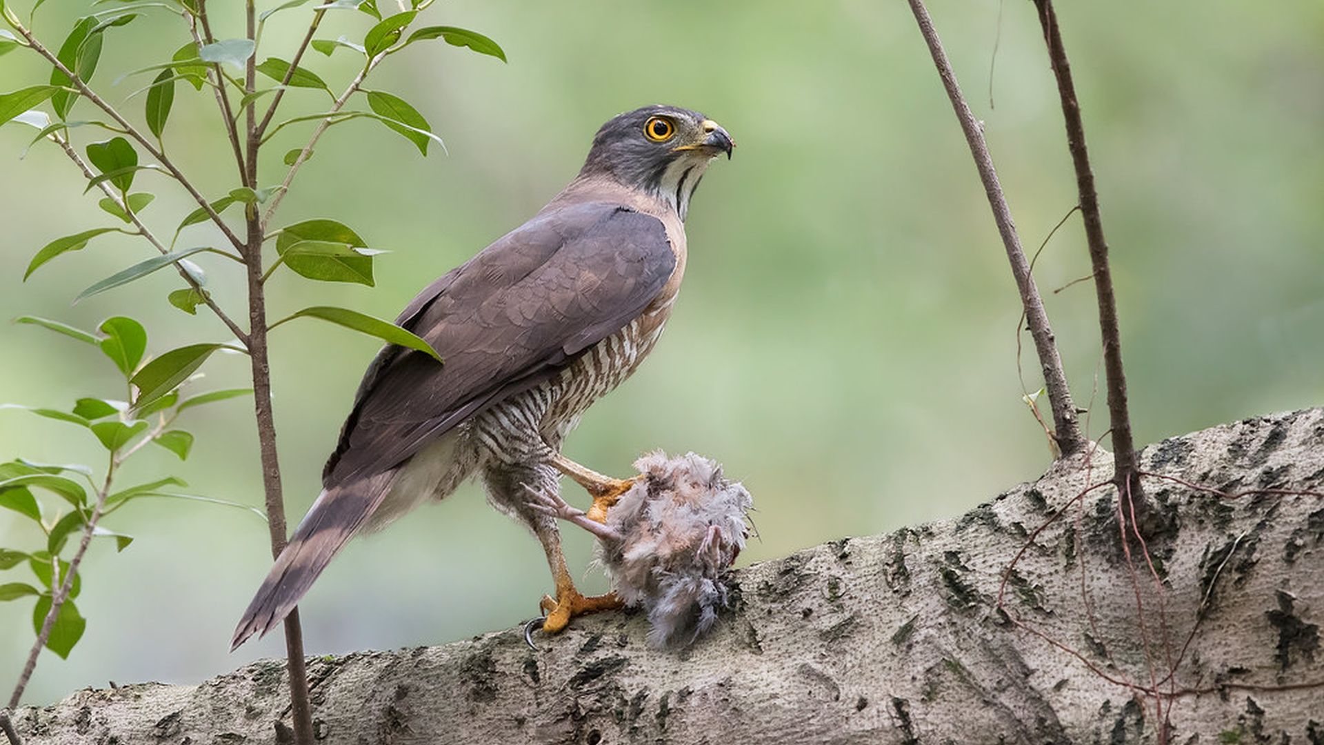 Kuifhavik - Accipiter trivirgatus