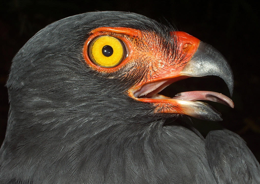 Leigrijze buizerd - Buteogallus schistaceus