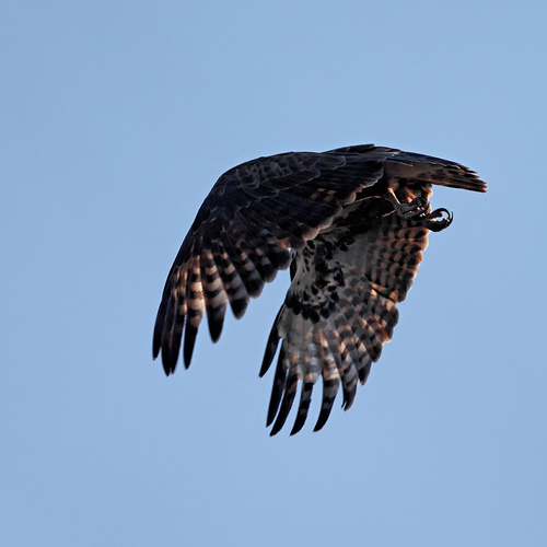 Madagaskar buizerd - Buteo brachypterus