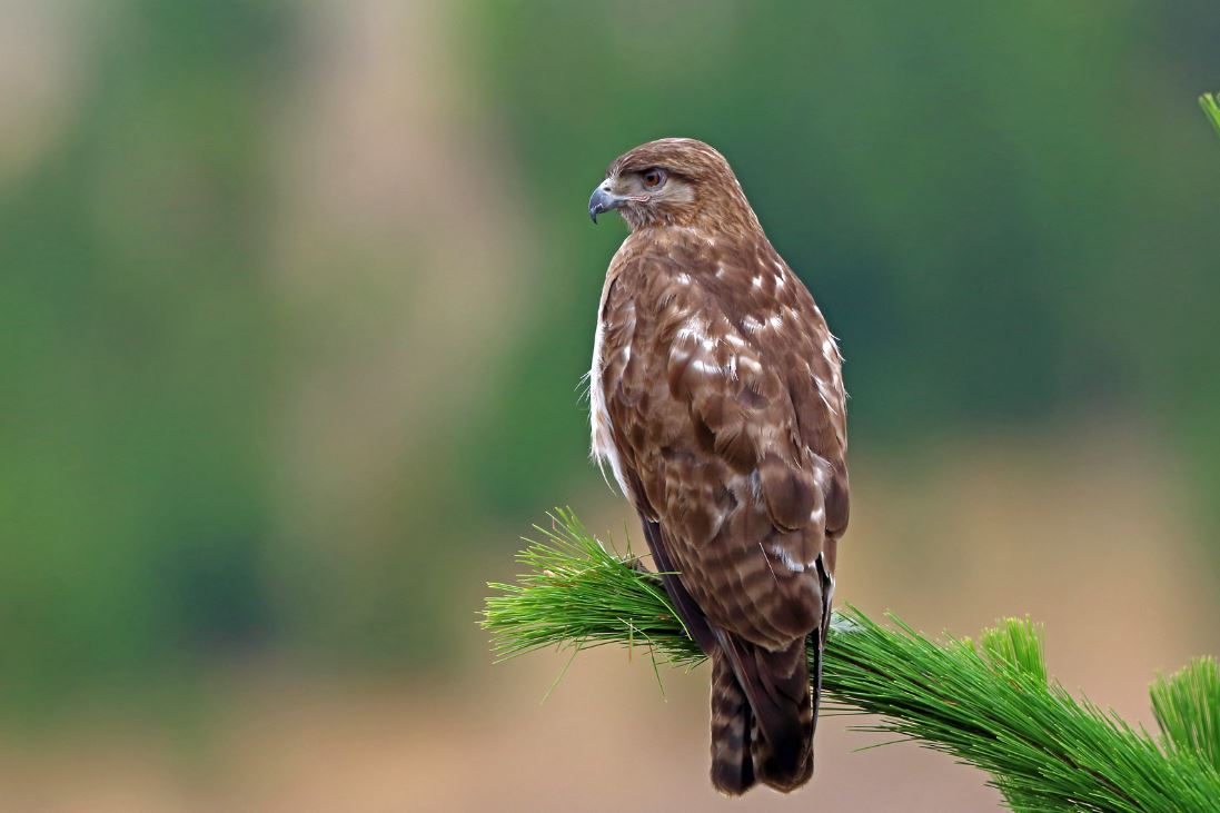 Madagaskar buizerd - Buteo brachypterus