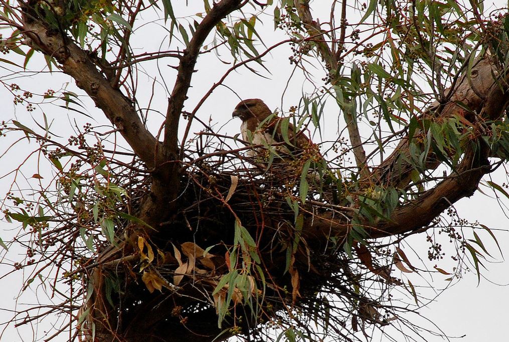 Madagaskar buizerd - Buteo brachypterus