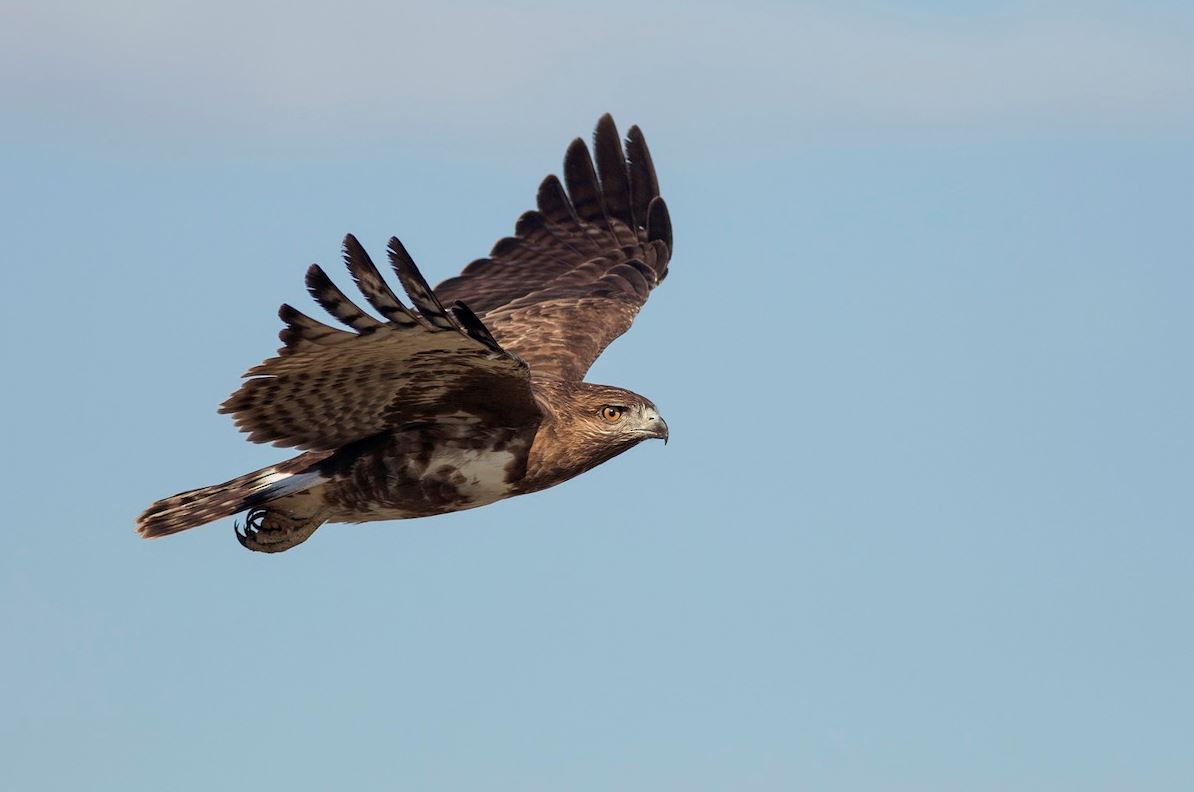 Madagaskar buizerd - Buteo brachypterus