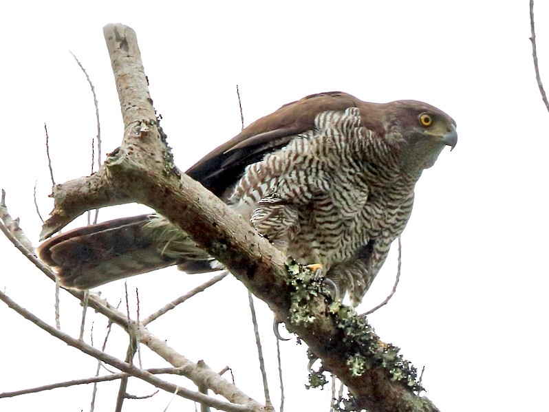 Madagaskar havik - Accipiter henstii