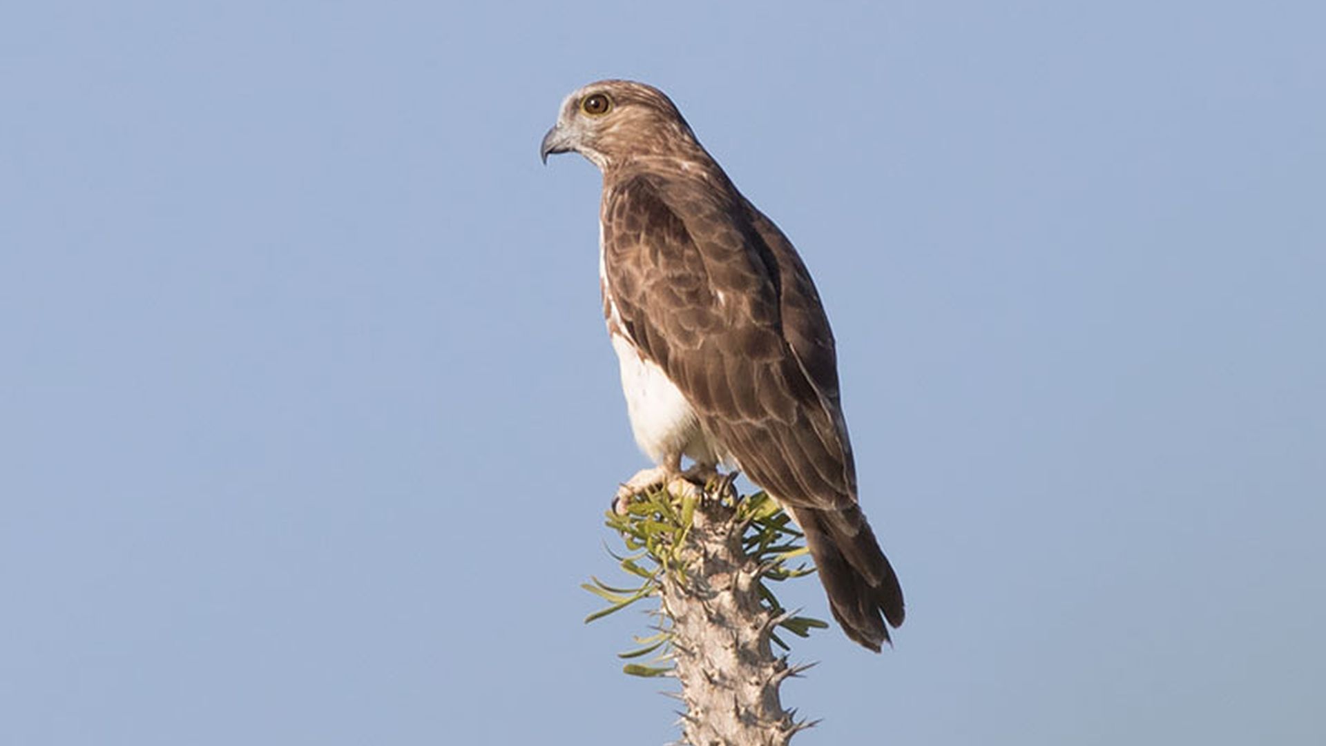 Madagaskar koekoekswouw - Aviceda madagascariensis