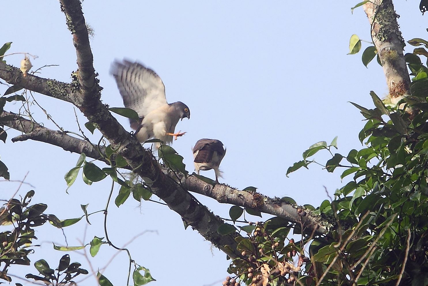 Madagaskar shikra - Accipiter francesiae