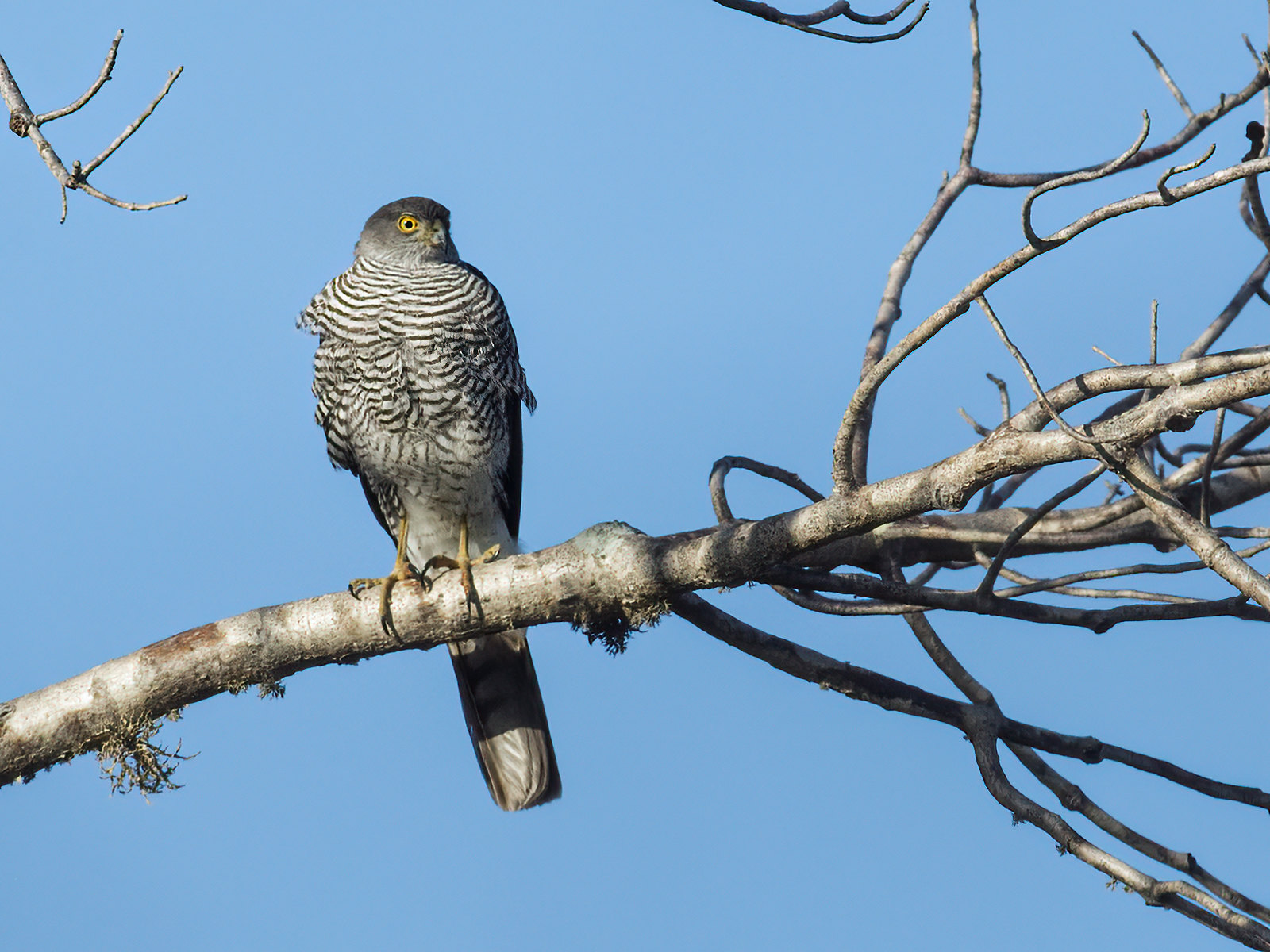 Madagaskar sperwer - Accipiter madagascariensis