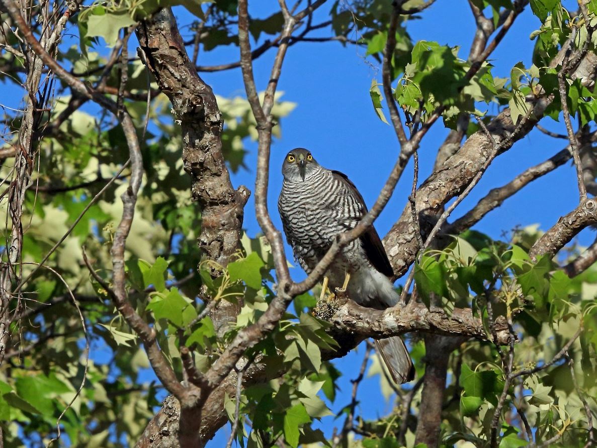 Madagaskar sperwer - Accipiter madagascariensis