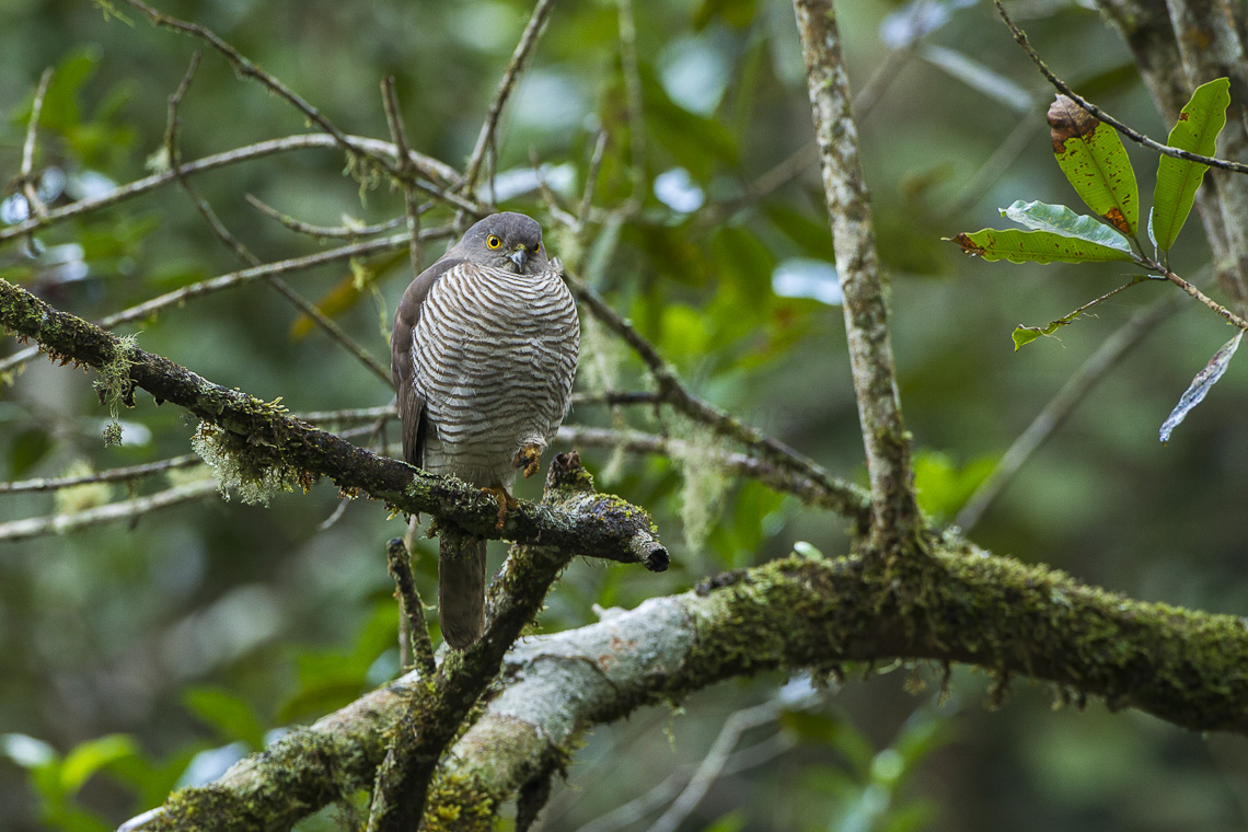 Madagaskar sperwer - Accipiter madagascariensis