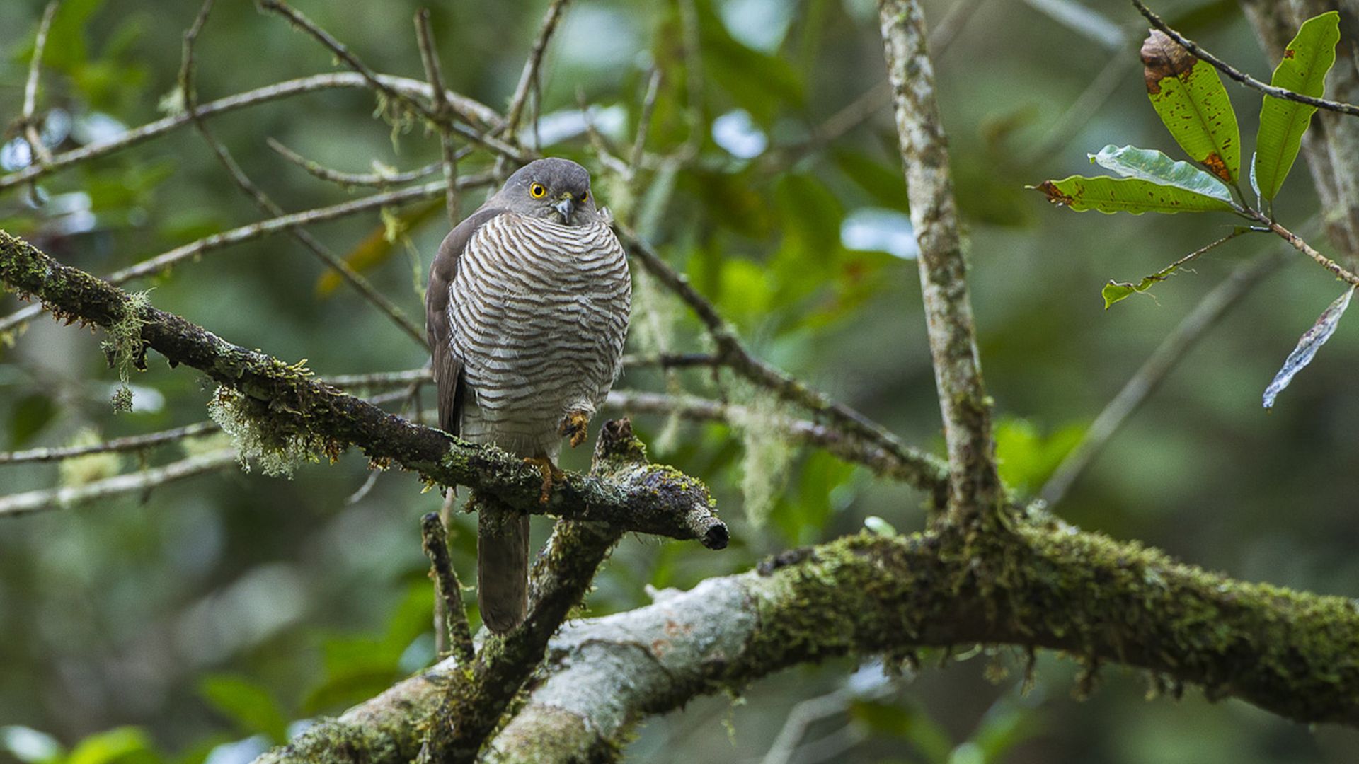 Madagaskar sperwer - Accipiter madagascariensis