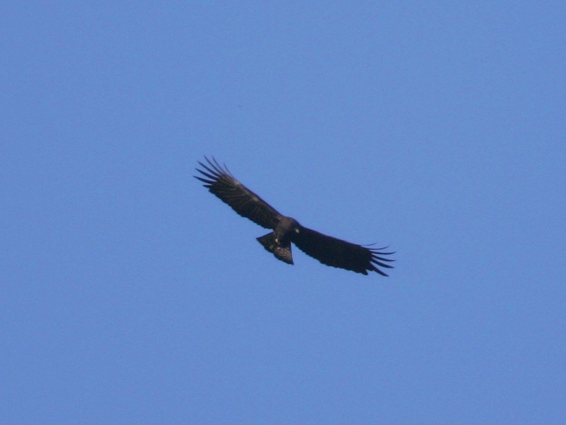 Indische zwarte arend - Ictinaetus malaiensis