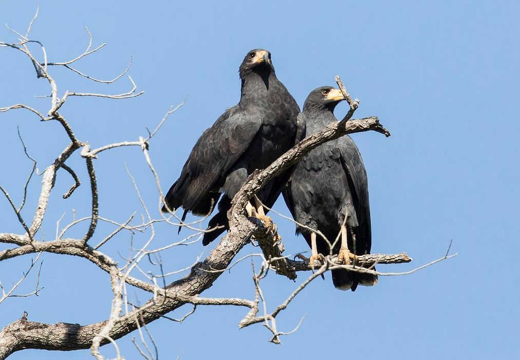 Zwarte buizerd - Buteogallus anthracinus