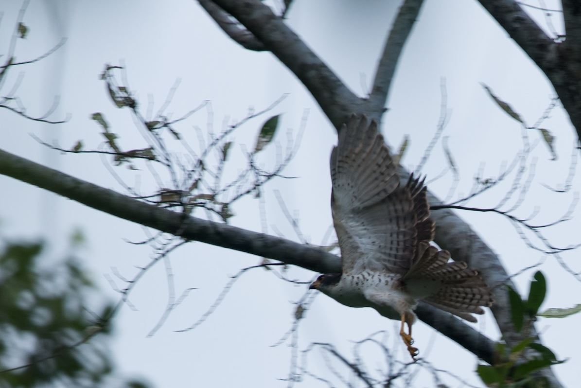 Meyers havik - Accipiter meyerianus