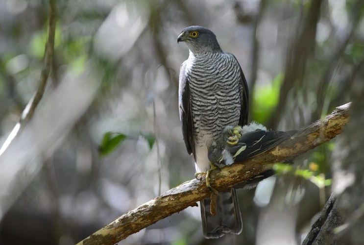 Meyers havik - Accipiter meyerianus