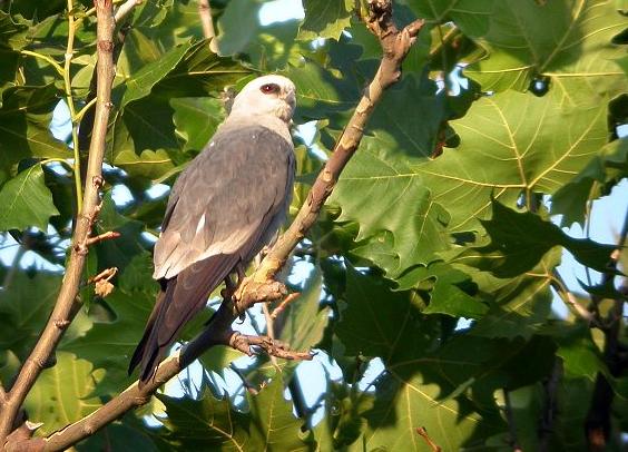 Mississippi wouw - Ictinia mississippiensis