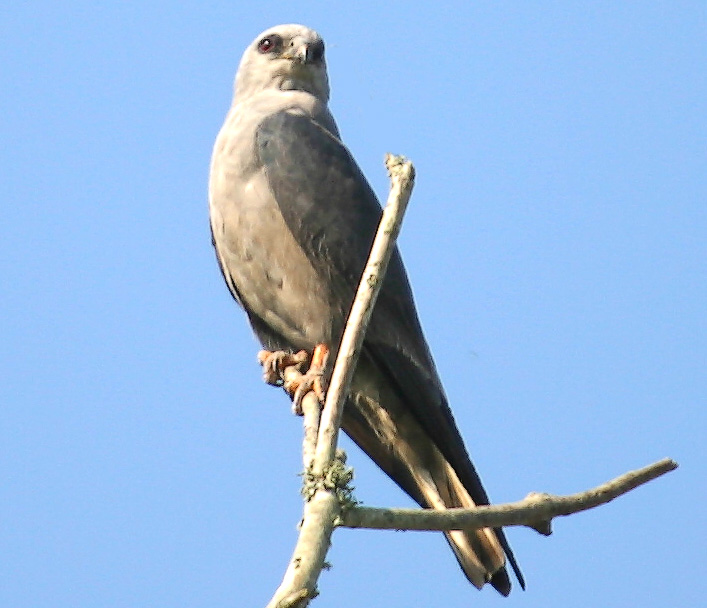 Mississippi wouw - Ictinia mississippiensis