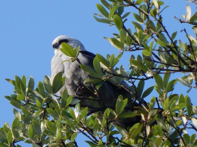 Mississippi wouw - Ictinia mississippiensis