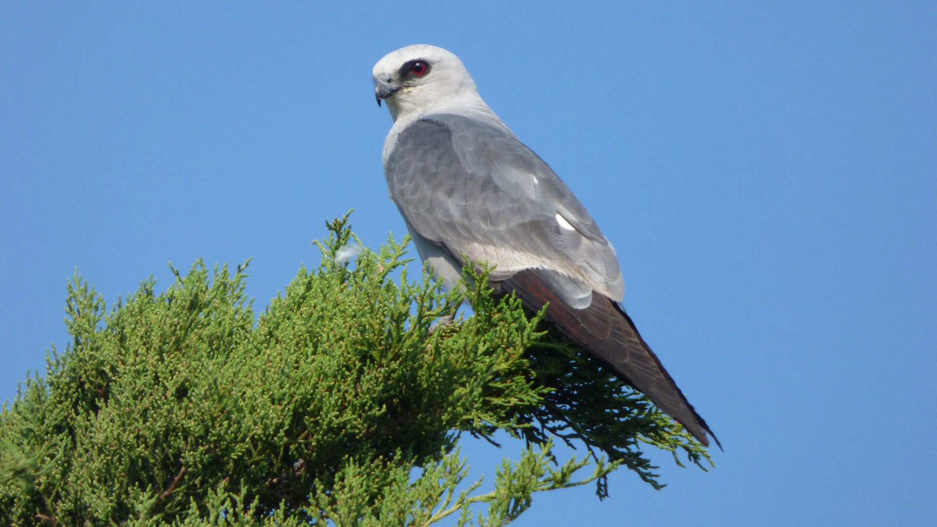 Mississippi wouw - Ictinia mississippiensis