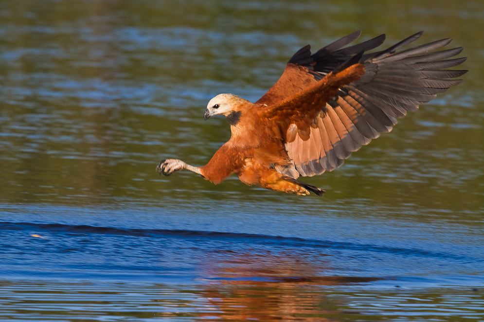 Moerasbuizerd - Busarellus nigricollis