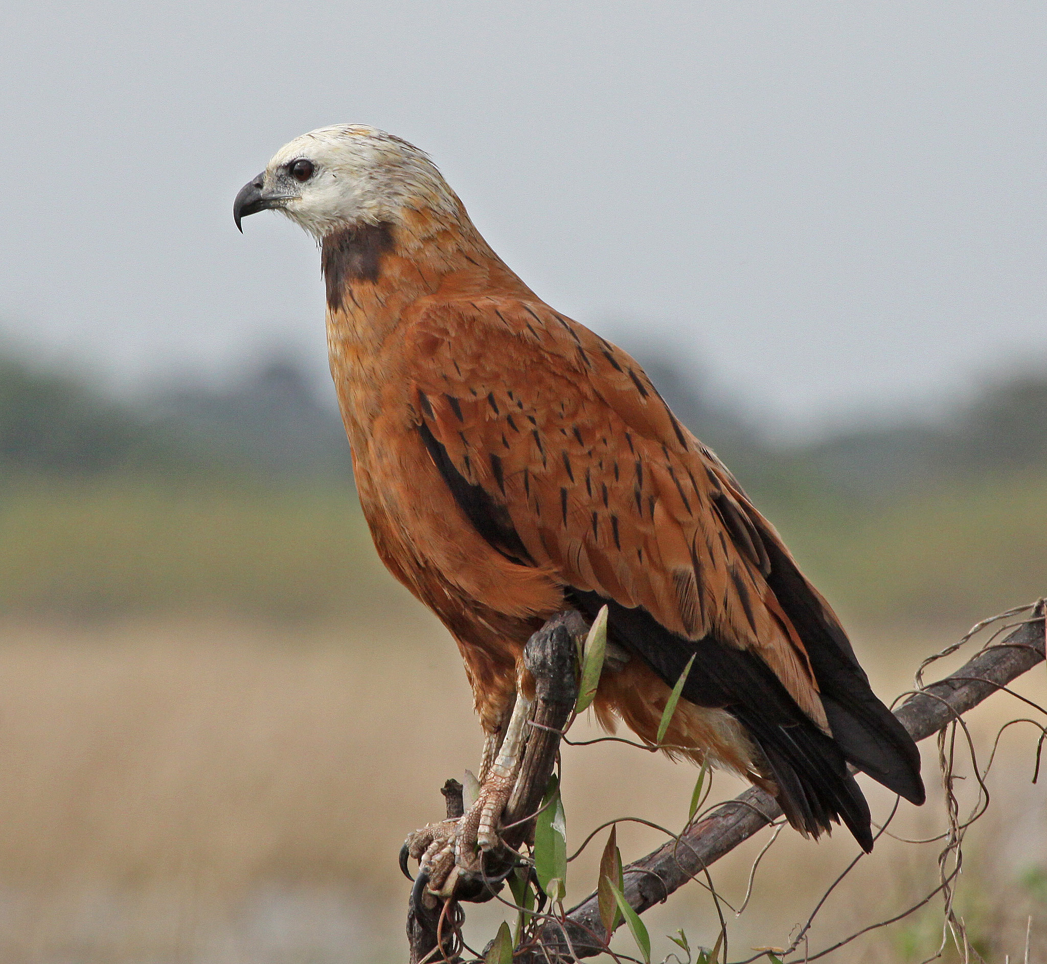 Moerasbuizerd - Busarellus nigricollis