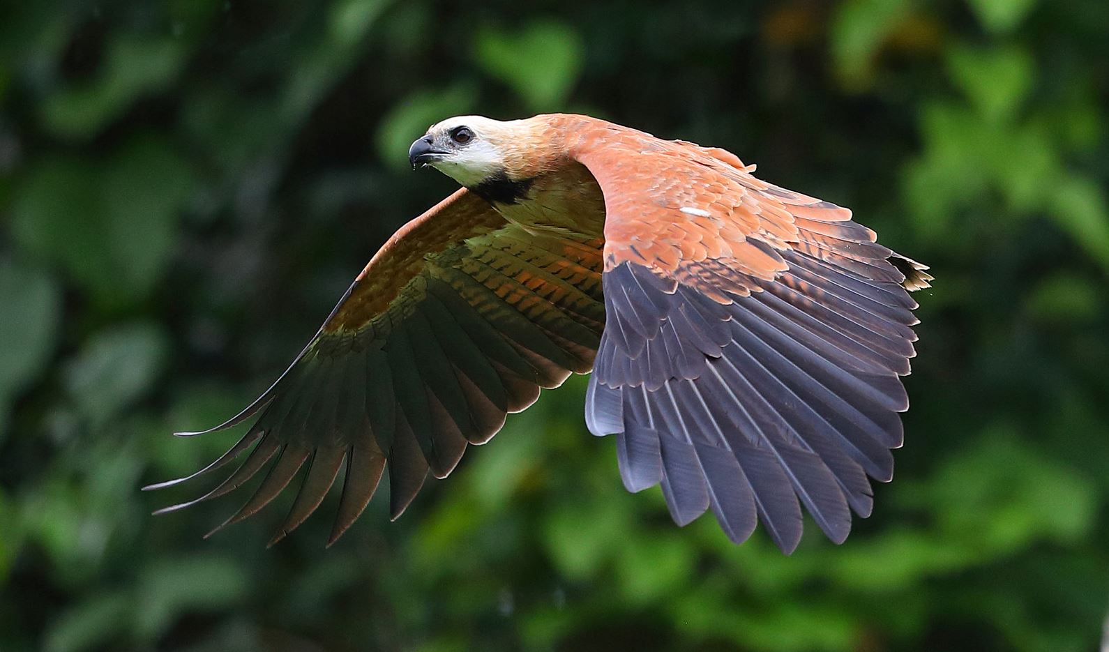 Moerasbuizerd - Busarellus nigricollis