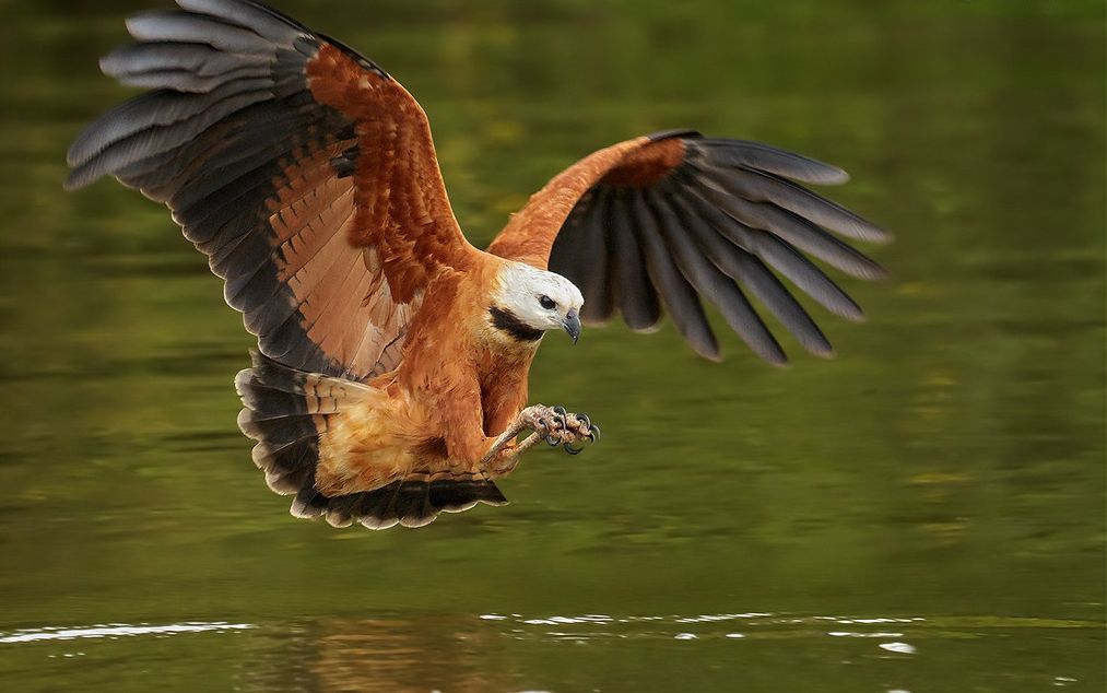 Moerasbuizerd - Busarellus nigricollis