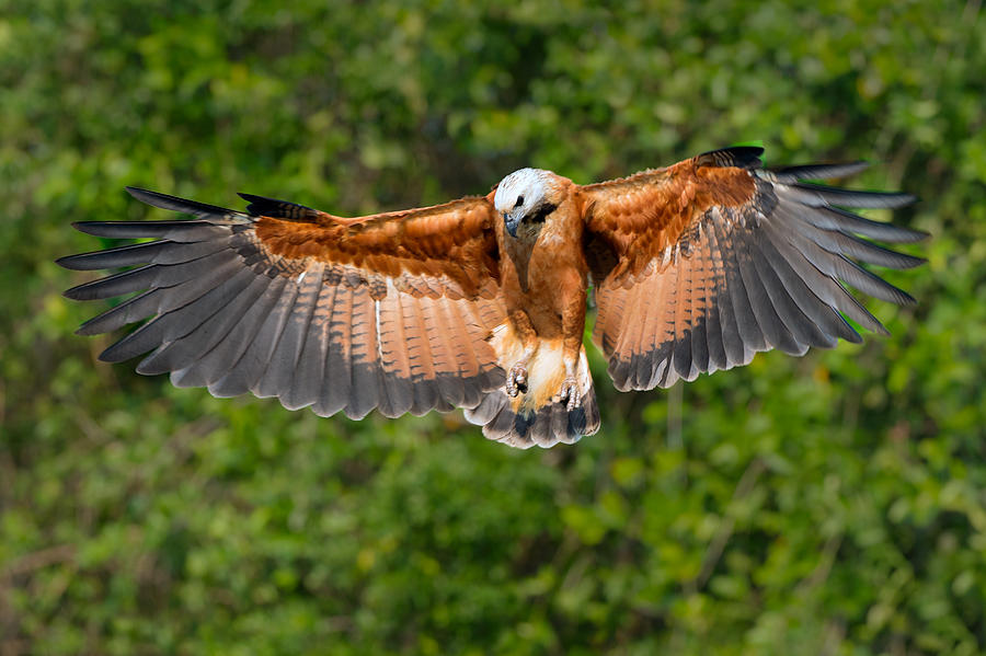 Moerasbuizerd - Busarellus nigricollis