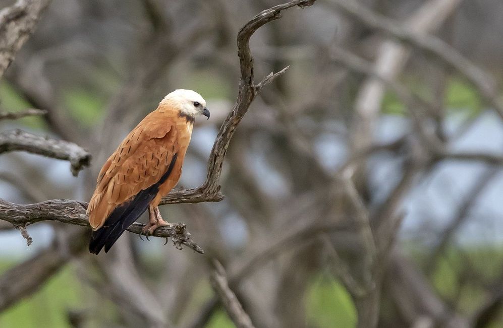 Moerasbuizerd - Busarellus nigricollis